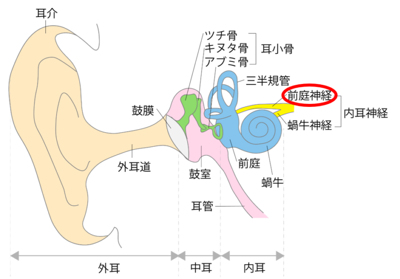 前庭神経炎のアイキャッチ画像