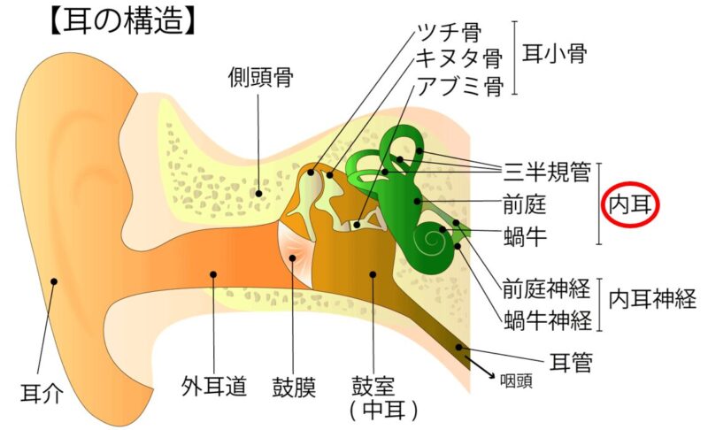 メニエール病のアイキャッチ画像